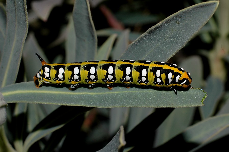 Larva de Hyles euphorbiae